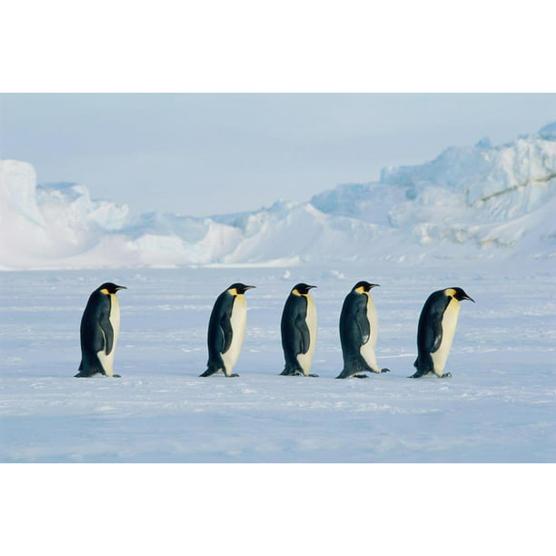 Five Emperor Penguins On The Move Photo Art Print Poster 24x36 inch
